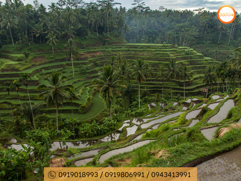 Tegalalang - thiên nhiên và thần linh sống trong sự hài hòa - Du lịch 360Go 